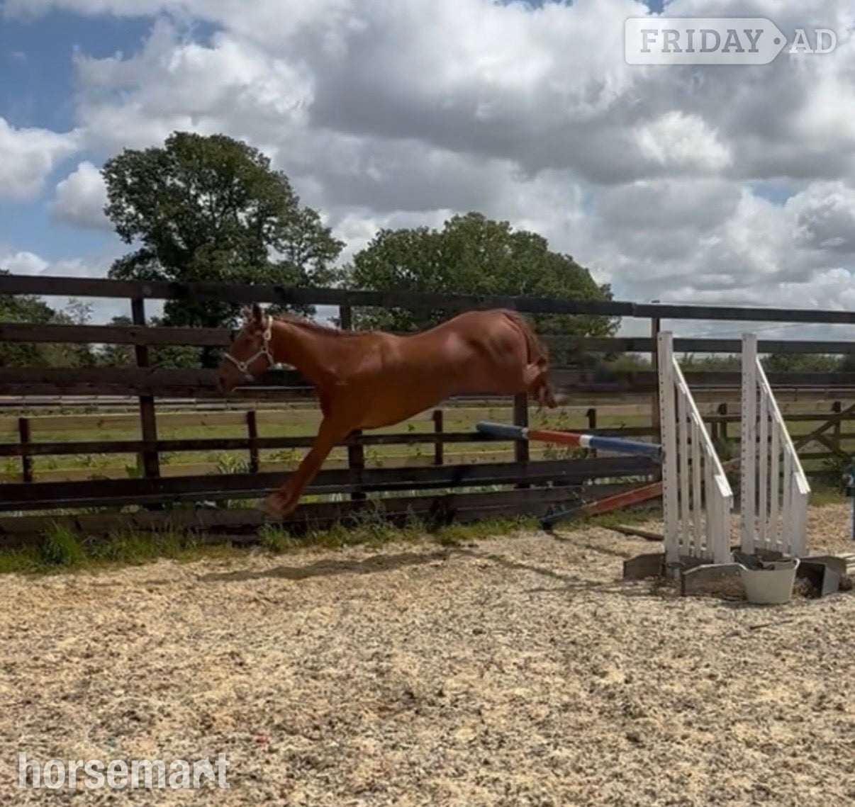 Newbury "Thursday " Chestnut Mare Young Sport Horse