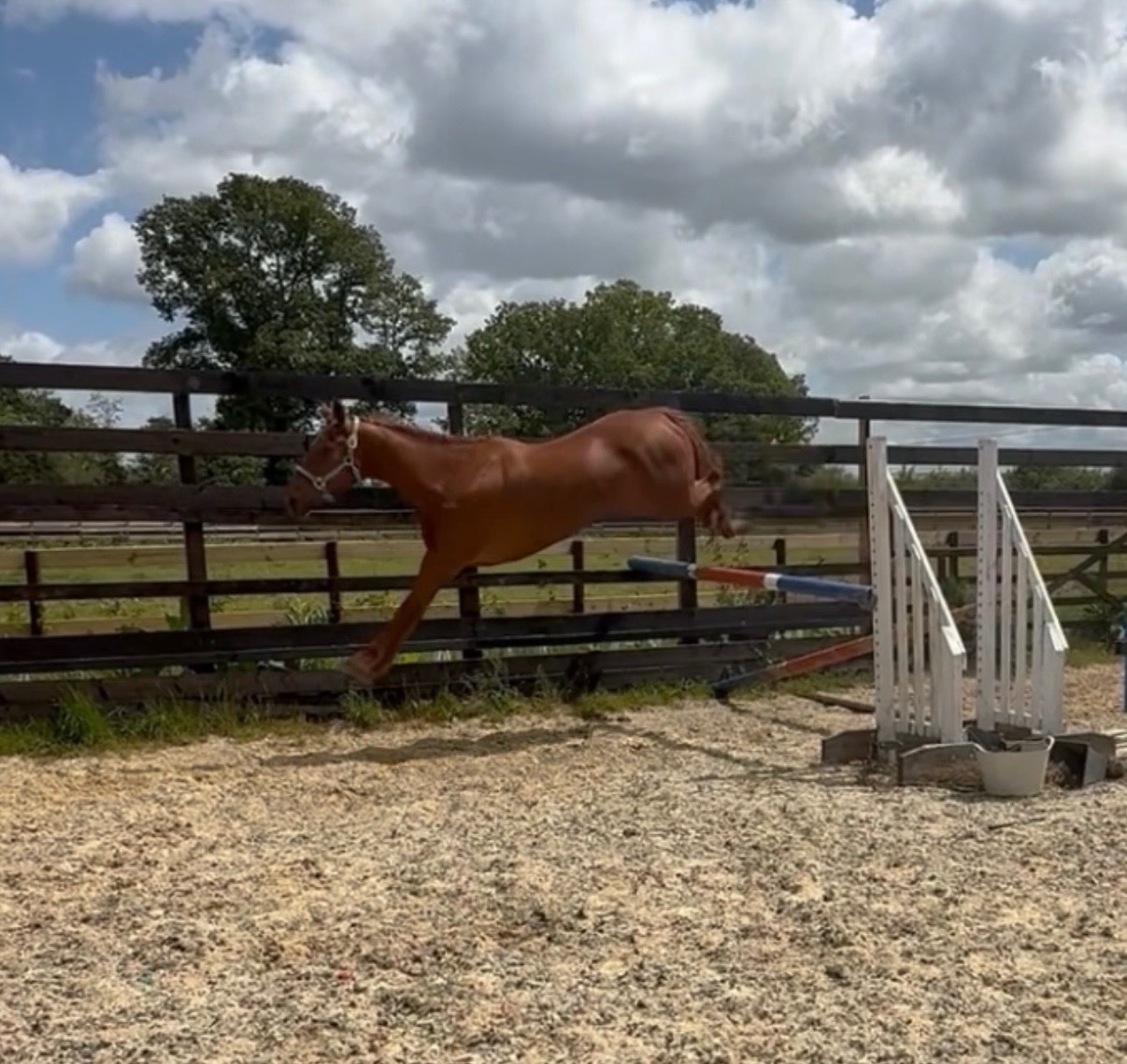 "Thursday " Chestnut Mare Young Sport Horse - Horses in Newbury