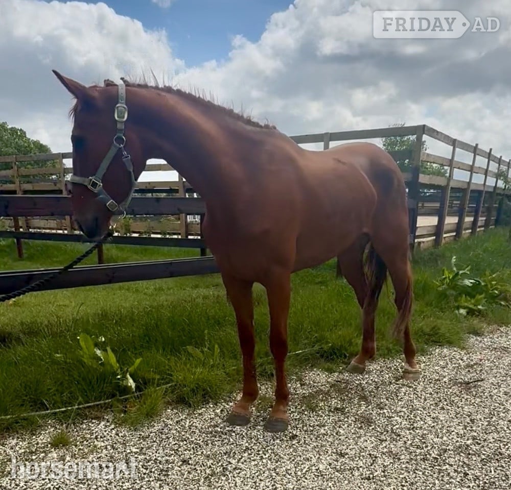 "Thursday " Chestnut Mare Young Sport Horse - Horses in Newbury