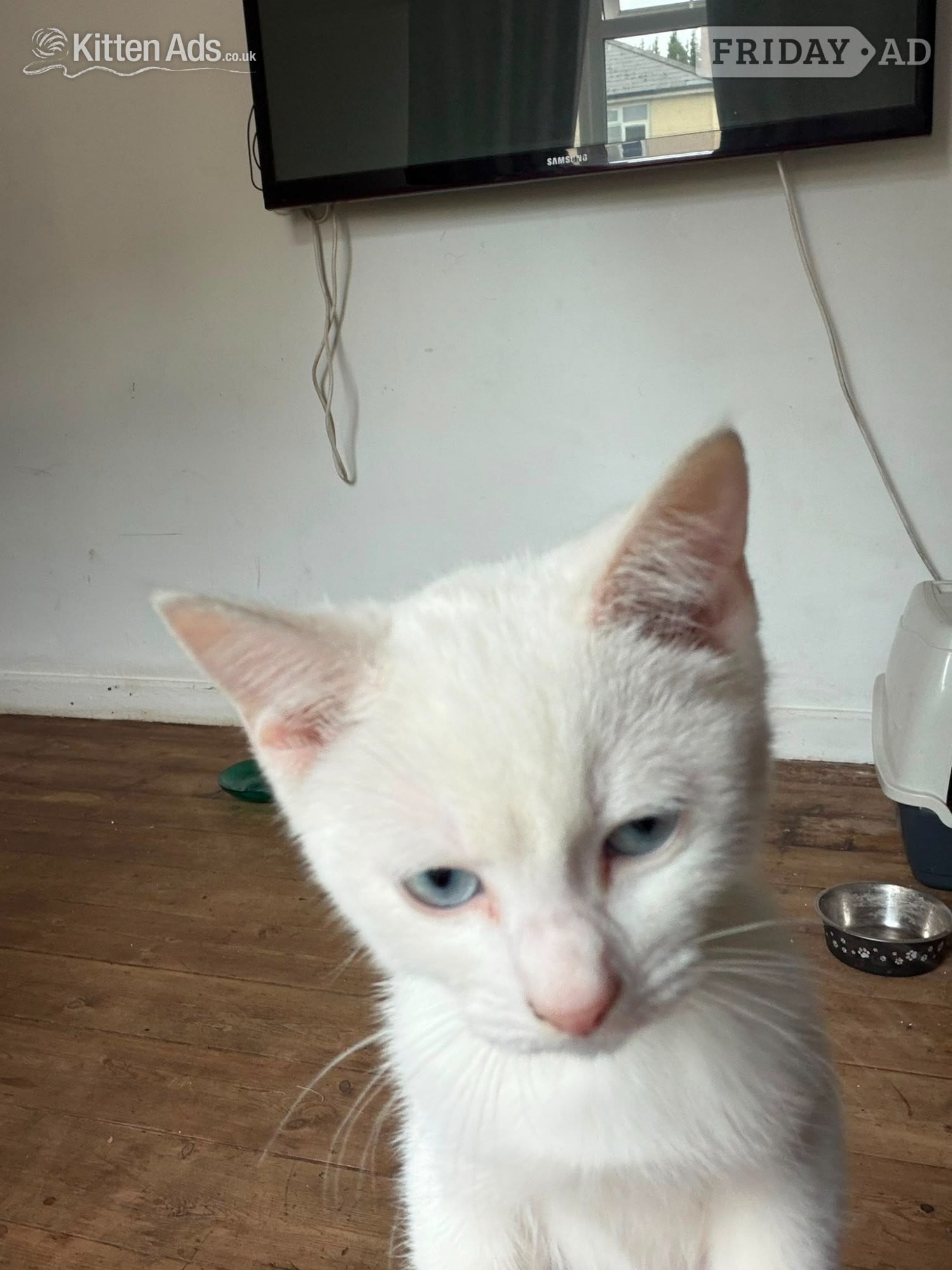 Beautiful pure white blue eyed boy 10 weeks old had first jab 