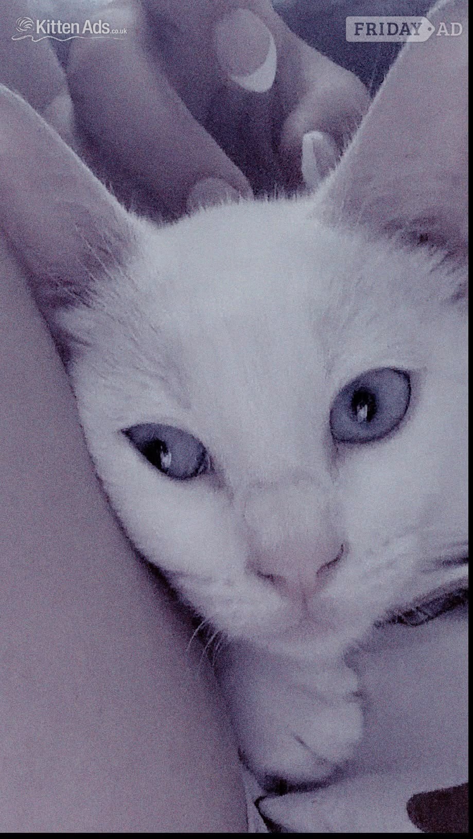 London Beautiful pure white blue eyed boy 10 weeks old had first jab 