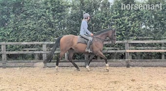 "Mesbar (Milo)" Bay Gelding Ex Racehorse