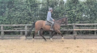 "Mesbar (Milo)" Bay Gelding Ex Racehorse