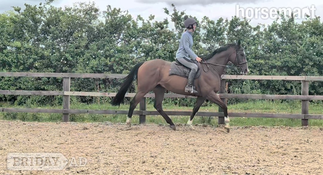 "Mesbar (Milo)" Bay Gelding Ex Racehorse
