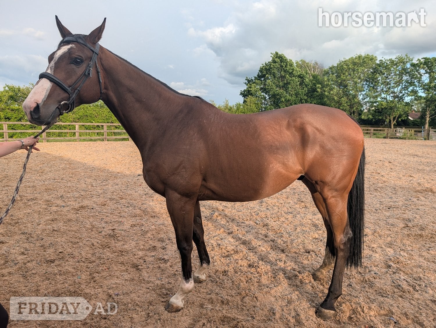 "Mesbar (Milo)" Bay Gelding Ex Racehorse - Horses