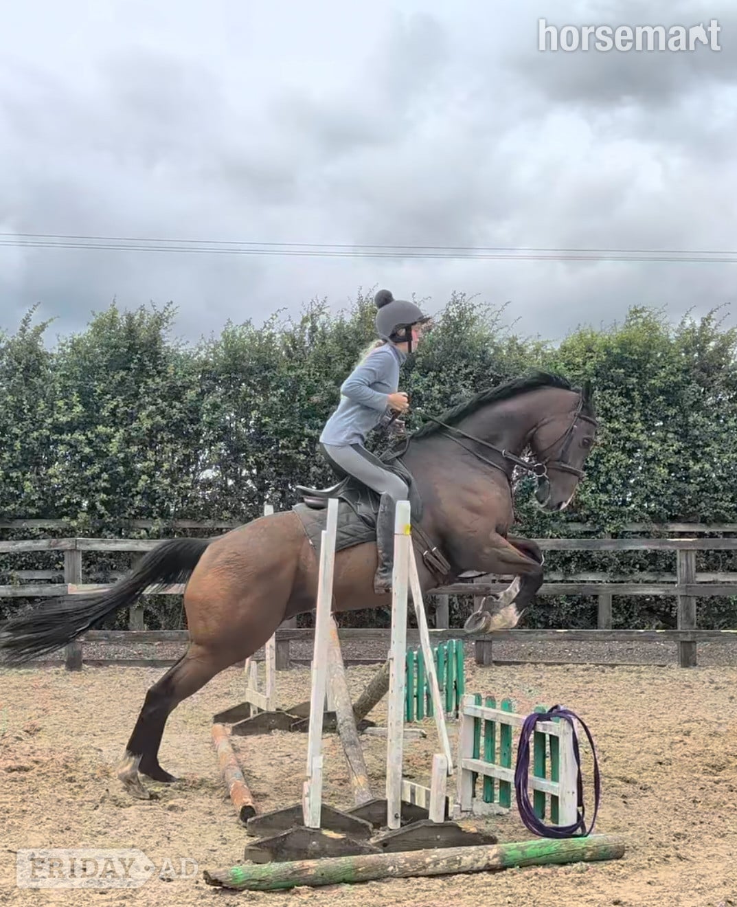 "Mesbar (Milo)" Bay Gelding Ex Racehorse - Horses in Goole