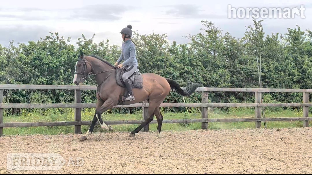 Goole "Mesbar (Milo)" Bay Gelding Ex Racehorse