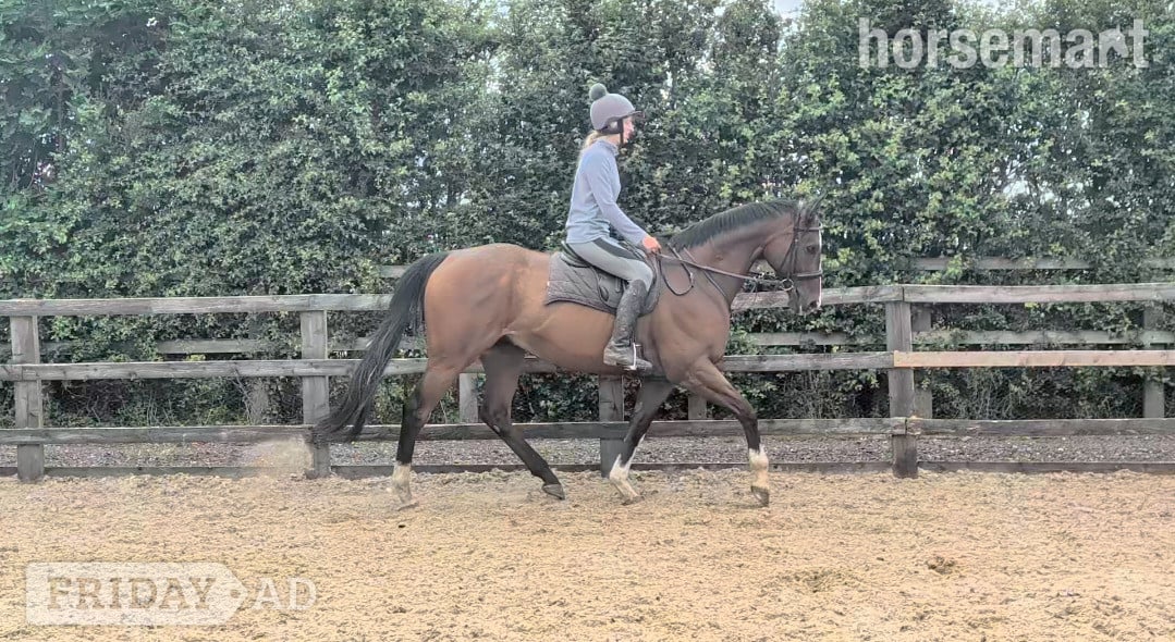 "Mesbar (Milo)" Bay Gelding Ex Racehorse in Goole