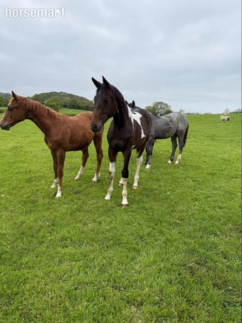 "Yearling colts"  Colt Show Jumper