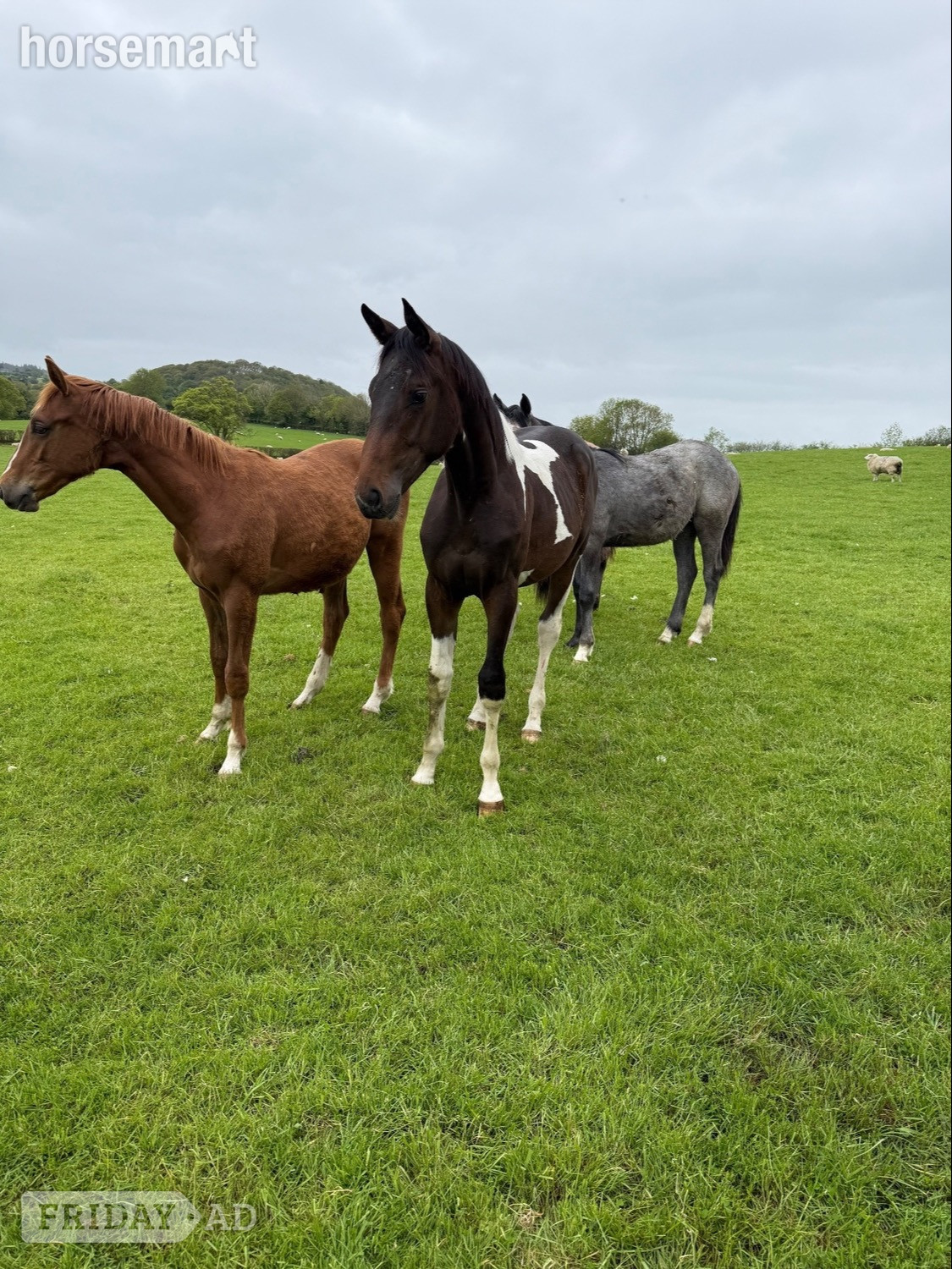 "Yearling colts"  Colt Show Jumper in Kerry