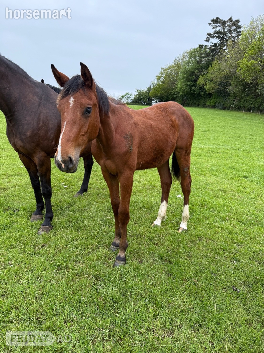 "Yearling colts"  Colt Show Jumper