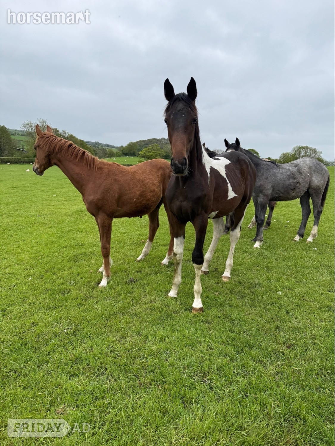 Kerry "Yearling colts"  Colt Show Jumper