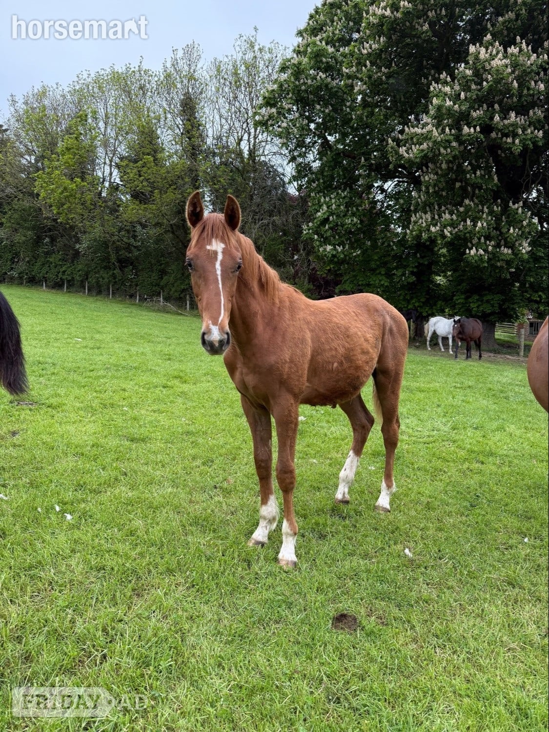 "Yearling colts"  Colt Show Jumper - Horses in Kerry