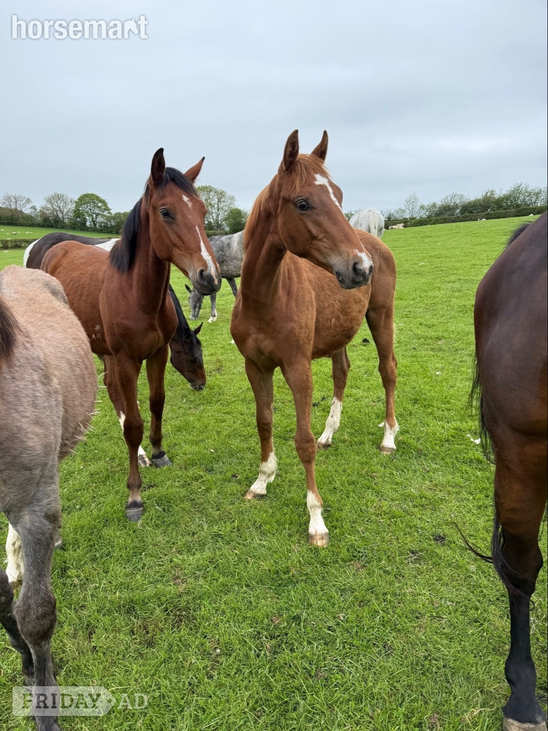 "Yearling colts"  Colt Show Jumper - Horses