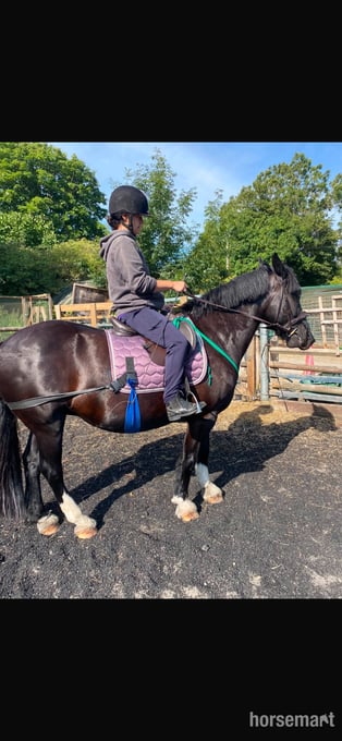 Rider Wanted fir 14.2 pony