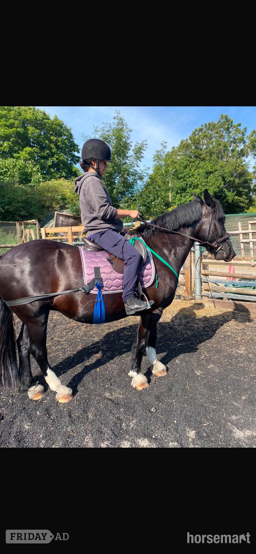 Rider Wanted fir 14.2 pony in Ditchling