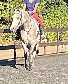 "Lowerwood bloom" Grey Mare All Rounder