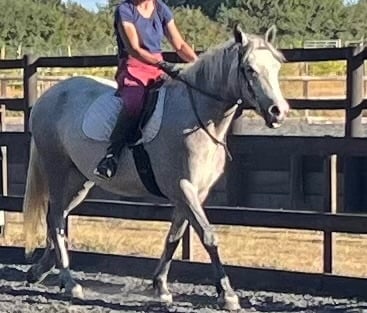 Canterbury "Lowerwood bloom" Grey Mare All Rounder