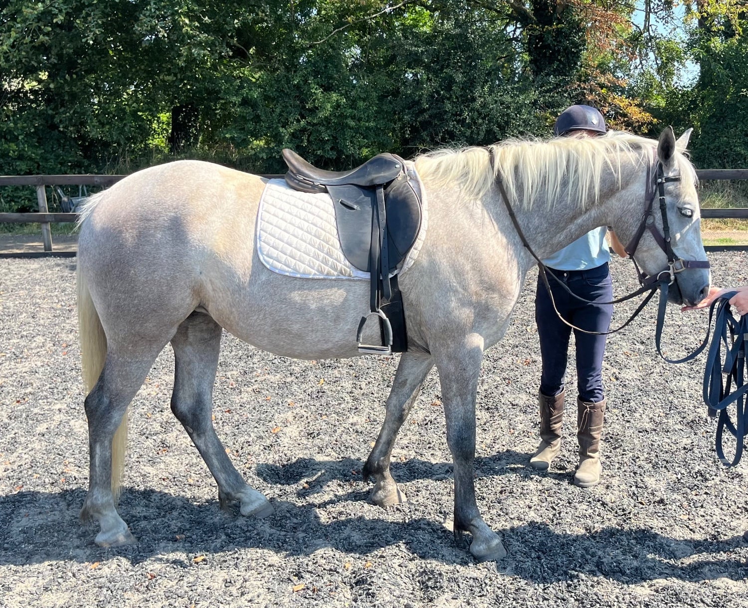 "Lowerwood bloom" Grey Mare All Rounder - Horses in Canterbury
