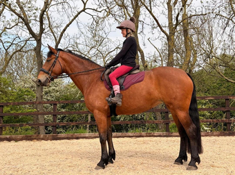 "Bowland Queen of Diamonds" Bright Bay Mare Young Sport Horse