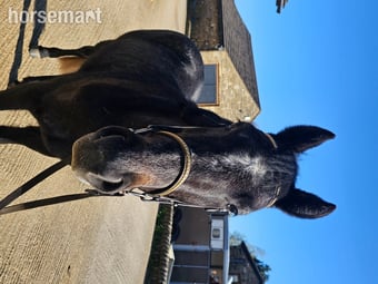 "Kiwi" Iron Grey Mare Pony Club Pony