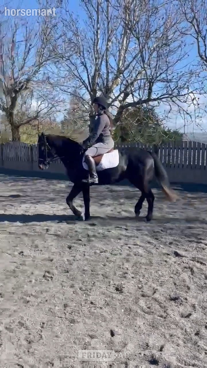 "Kiwi" Iron Grey Mare Pony Club Pony - Horses