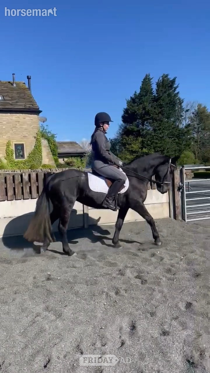 Bradford "Kiwi" Iron Grey Mare Pony Club Pony