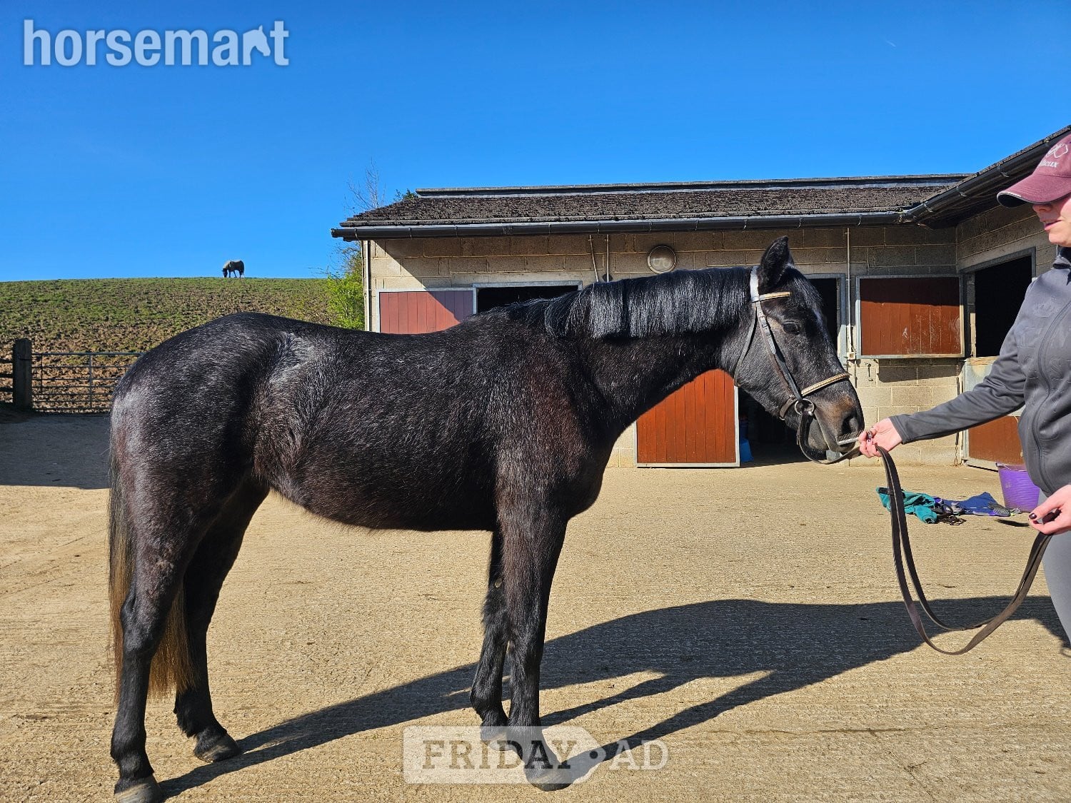 "Kiwi" Iron Grey Mare Pony Club Pony - Horses in Bradford
