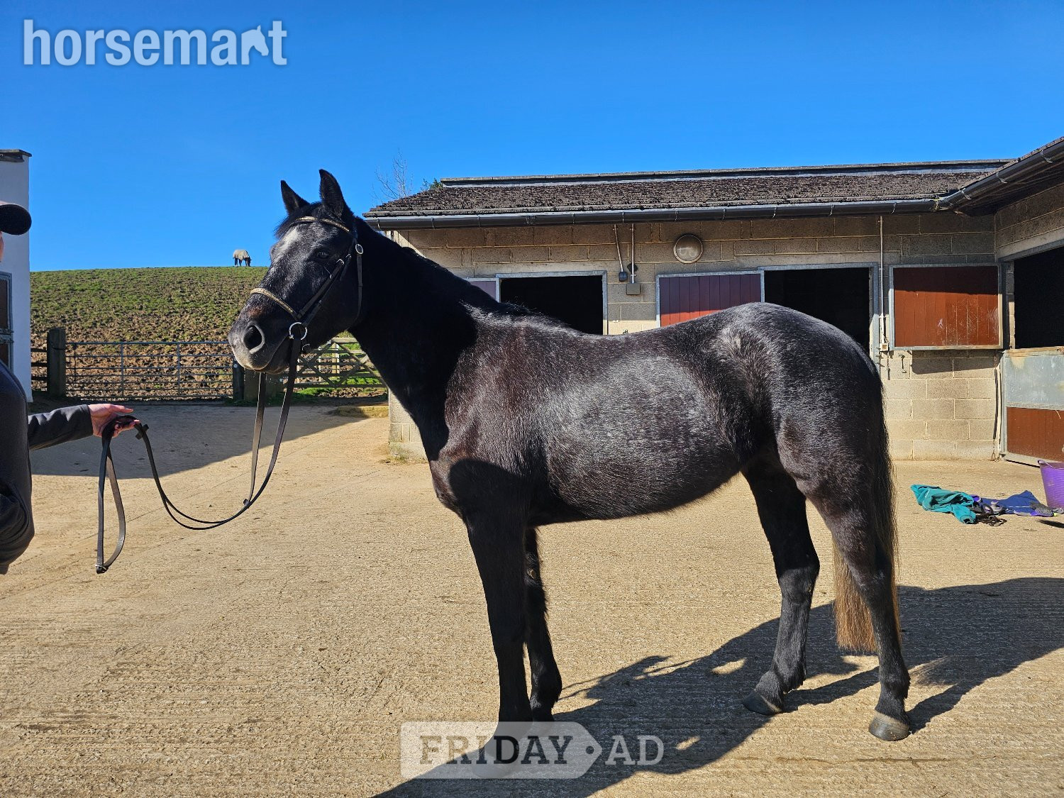 "Kiwi" Iron Grey Mare Pony Club Pony