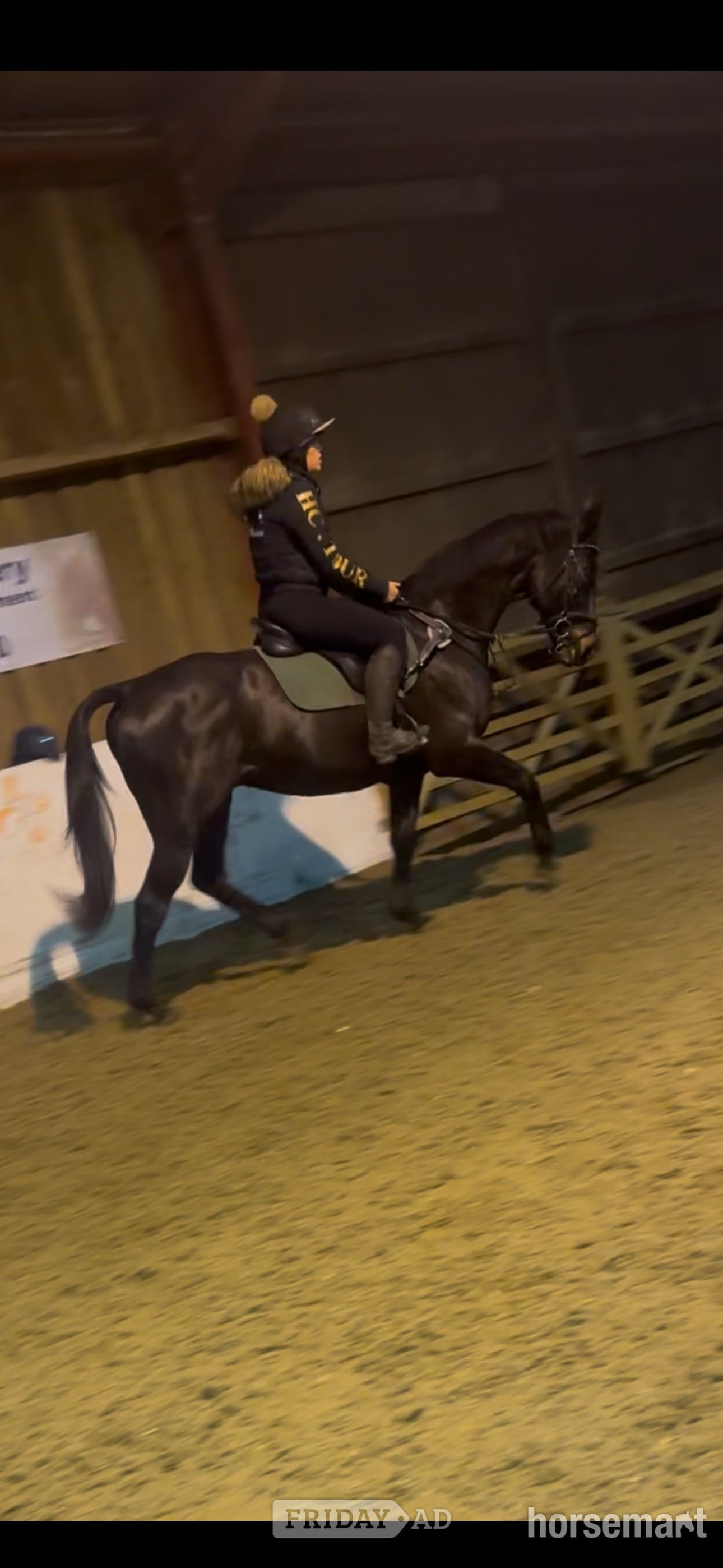 "Bentley " Dark Brown Gelding Ex Racehorse in Bath