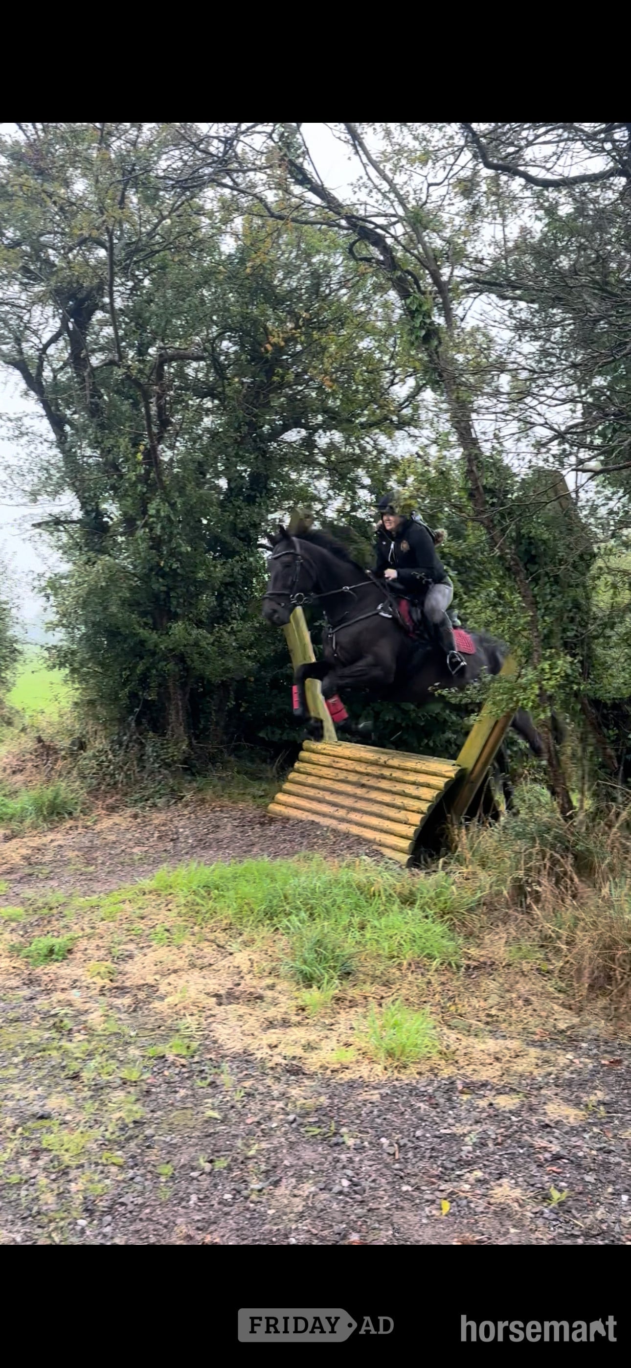 "Bentley " Dark Brown Gelding Ex Racehorse