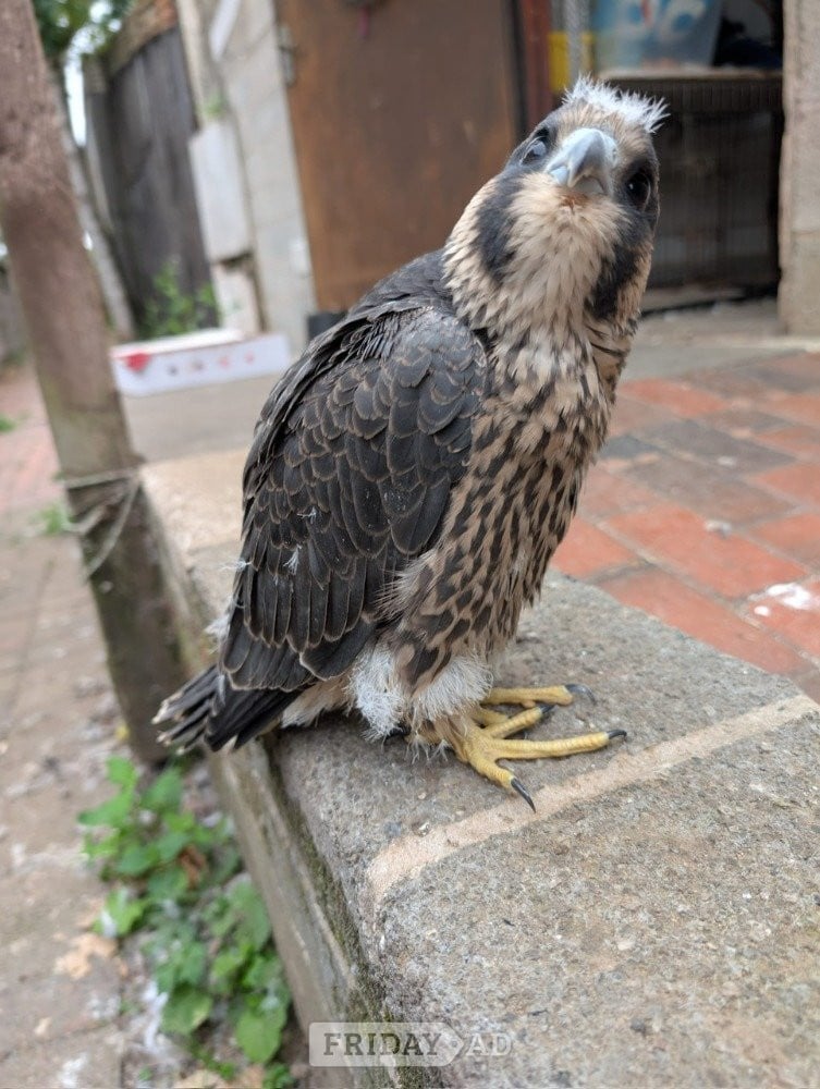 2026 Imprint Male Peregrine  in Tamworth
