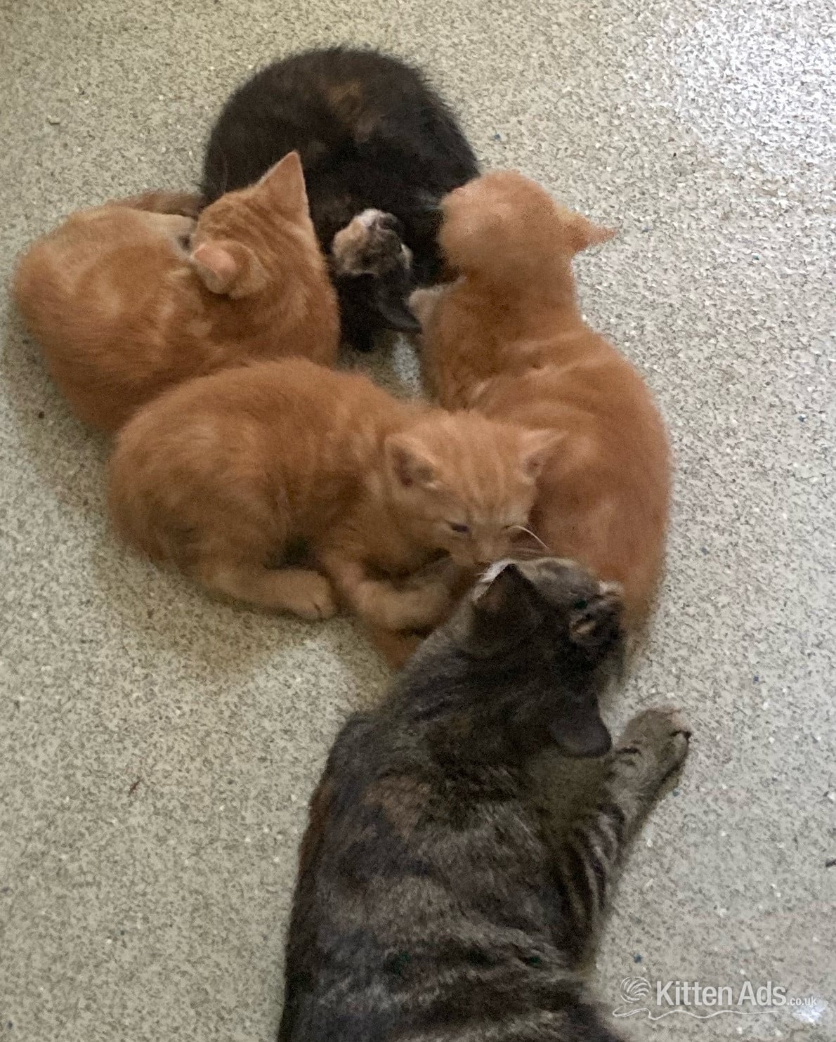 11 week old mixed litter kittens 