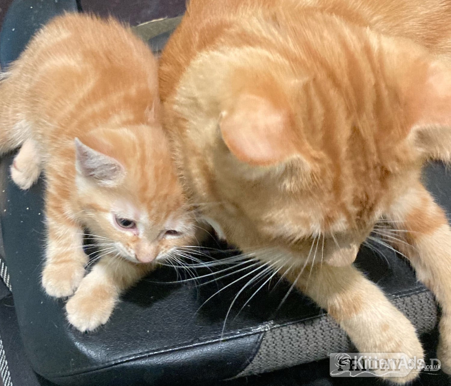 11 week old mixed litter kittens  in Amersham