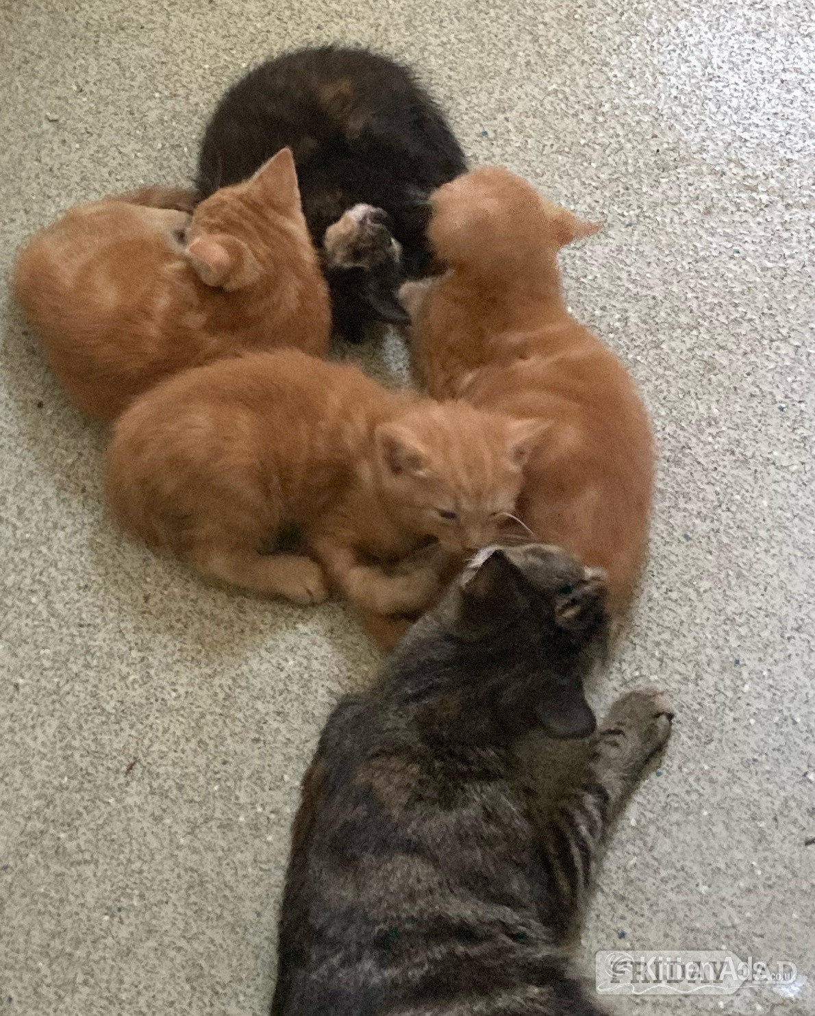 11 week old mixed litter kittens 
