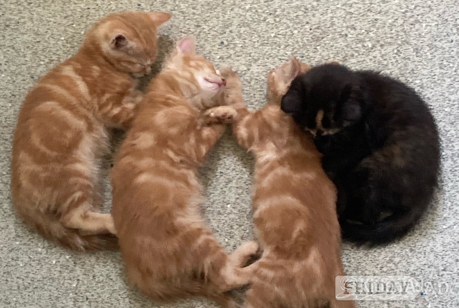 Amersham 11 week old mixed litter kittens 