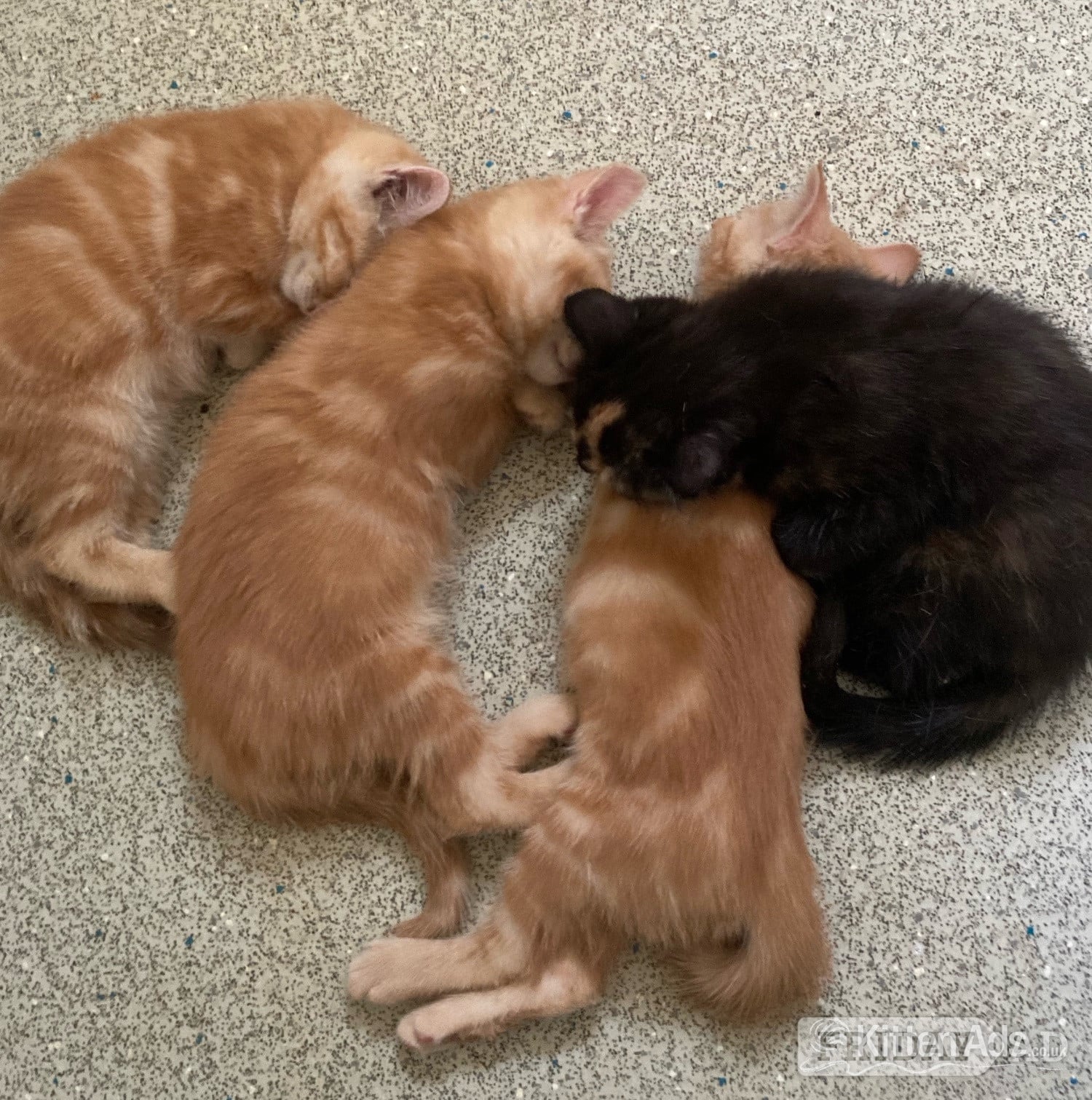 11 week old mixed litter kittens  - Cats & Kittens in Amersham