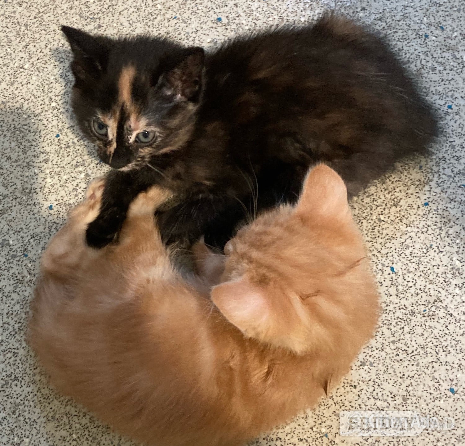 11 week old mixed litter kittens  - Cats & Kittens