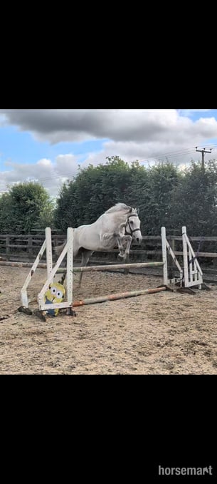 "Ian" Grey Gelding Ex Racehorse
