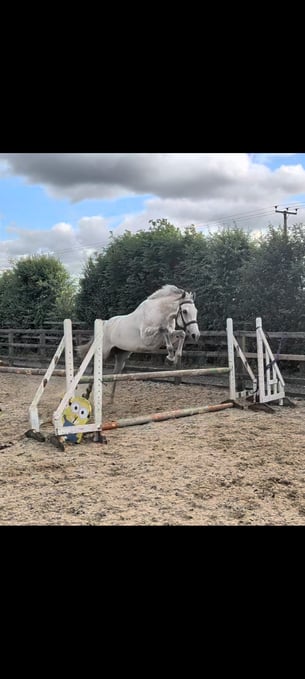 "Ian" Grey Gelding Ex Racehorse