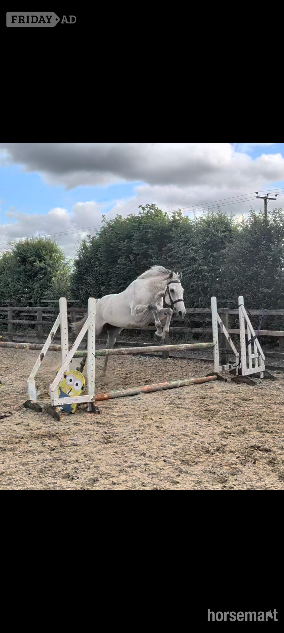 "Ian" Grey Gelding Ex Racehorse in Goole