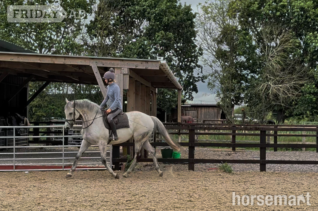 "Ian" Grey Gelding Ex Racehorse