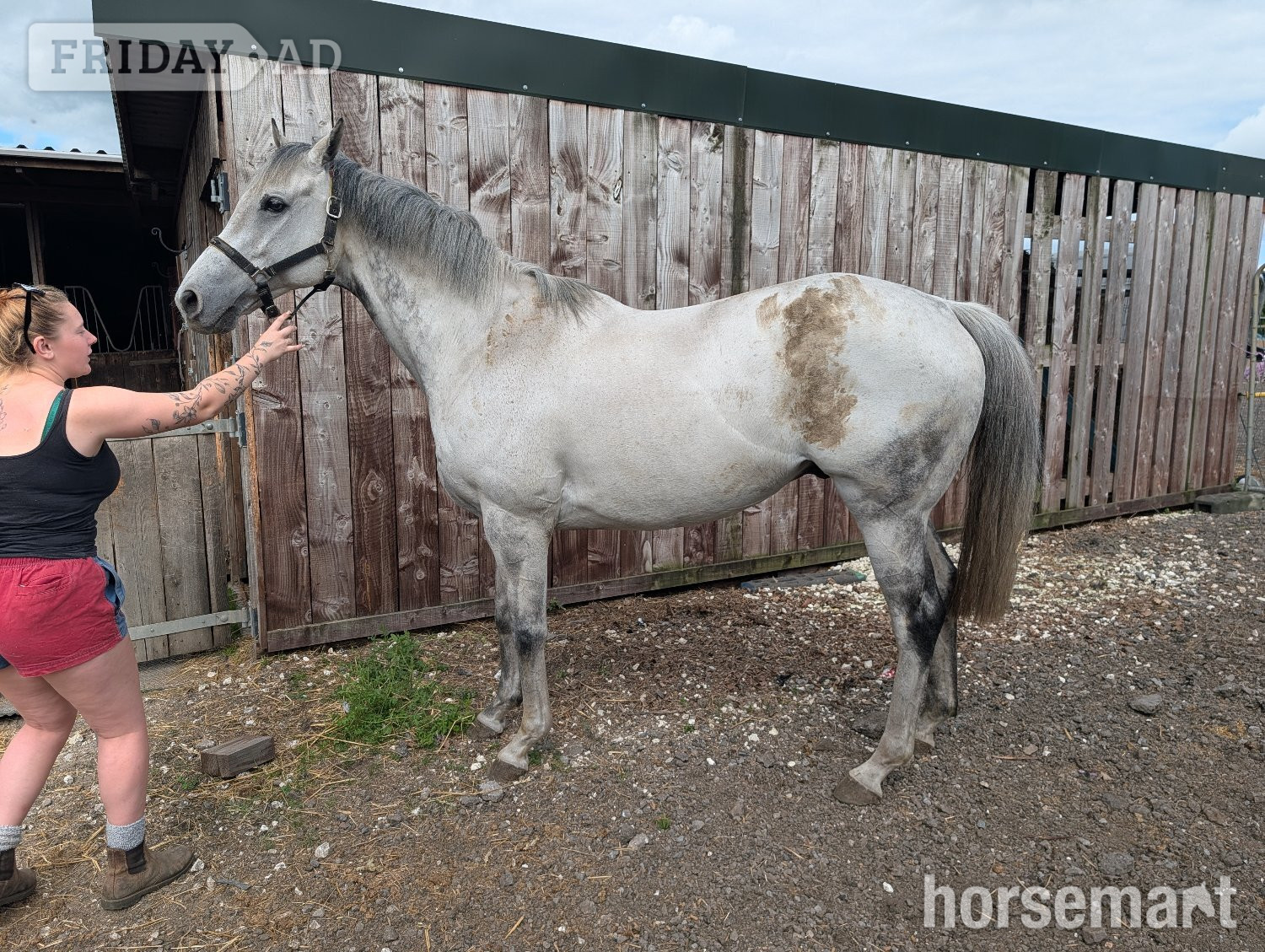 "Ian" Grey Gelding Ex Racehorse -  in Goole