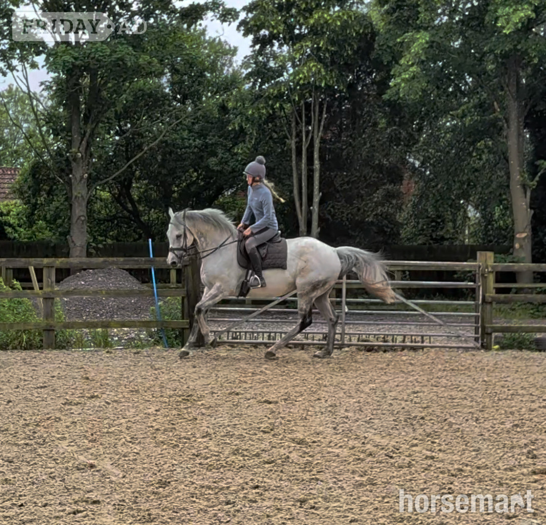 Goole "Ian" Grey Gelding Ex Racehorse
