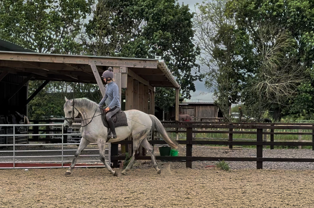 "Ian" Grey Gelding Ex Racehorse