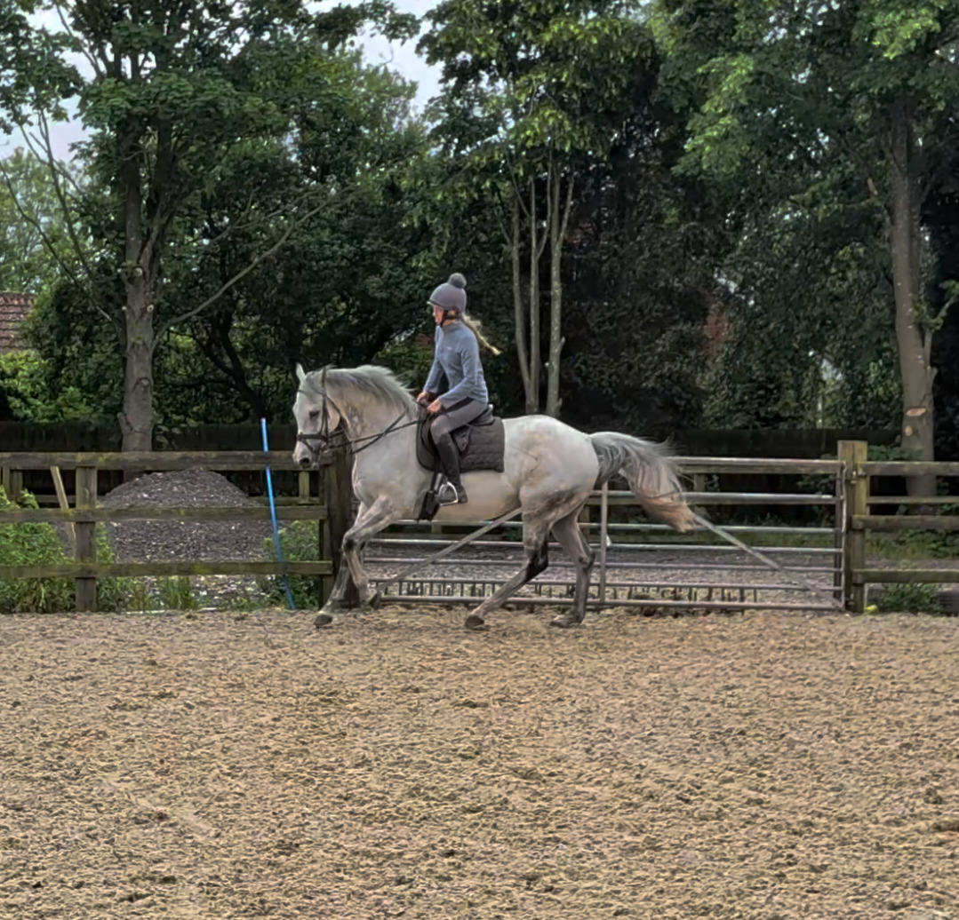 Goole "Ian" Grey Gelding Ex Racehorse