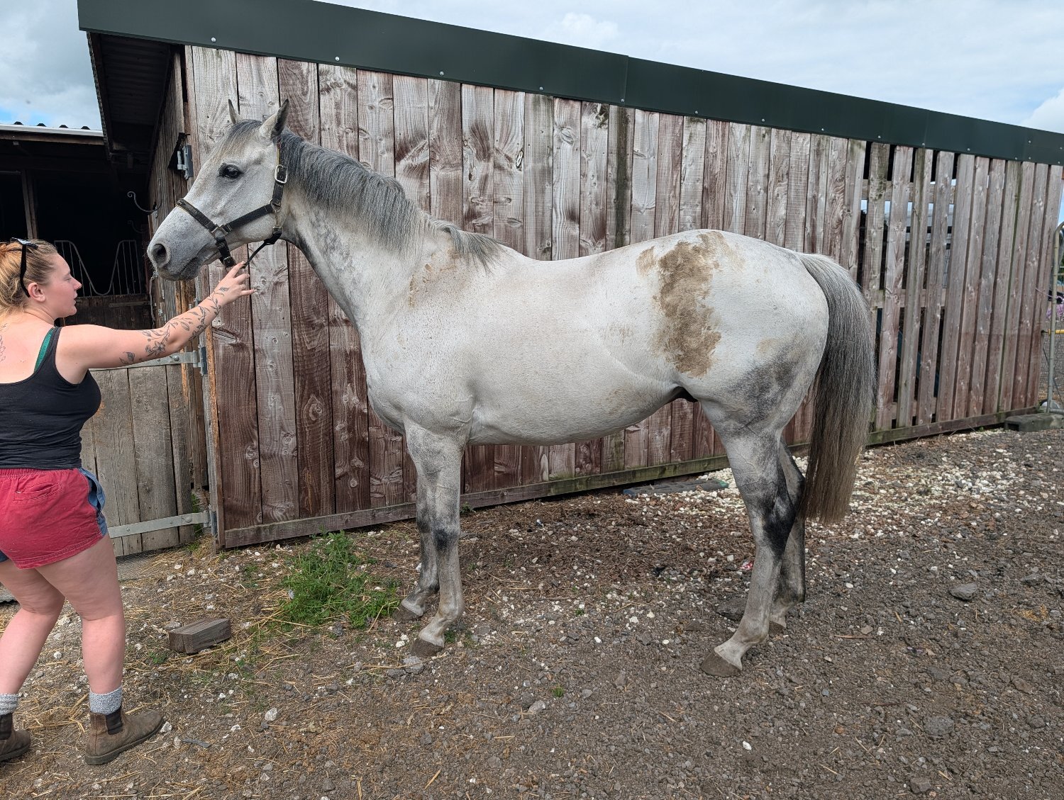 "Ian" Grey Gelding Ex Racehorse - Horses in Goole