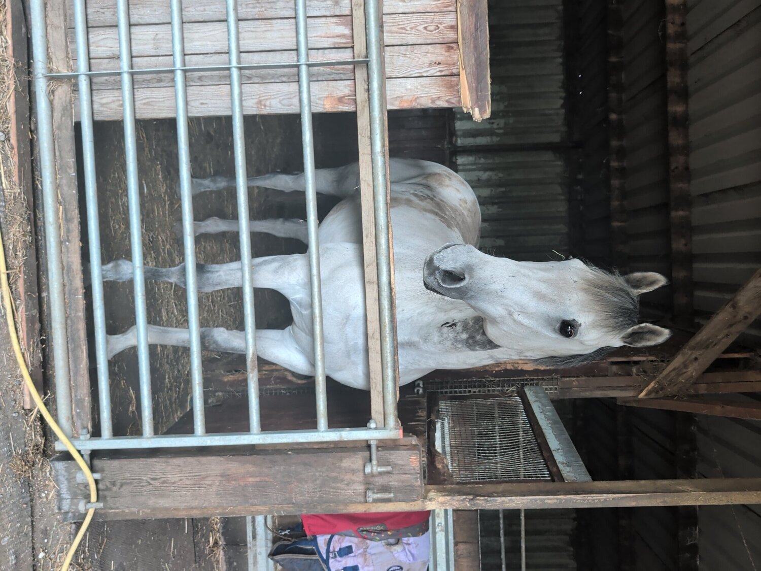 "Ian" Grey Gelding Ex Racehorse - Horses