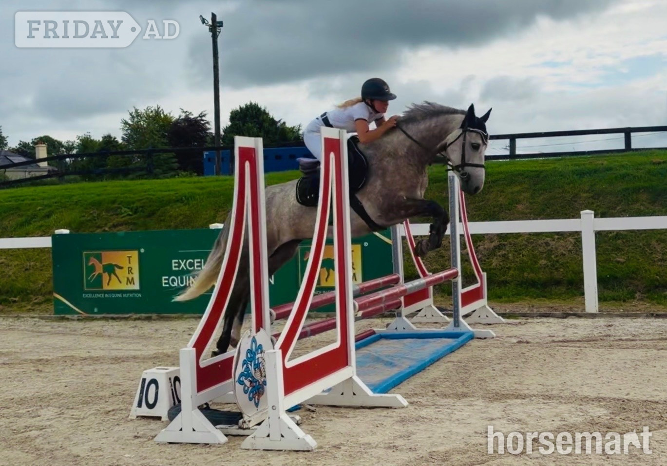 "Ash: quiet, brave, versatile, extremely easy ride" Rose Grey Gelding All Rounder in Raheen