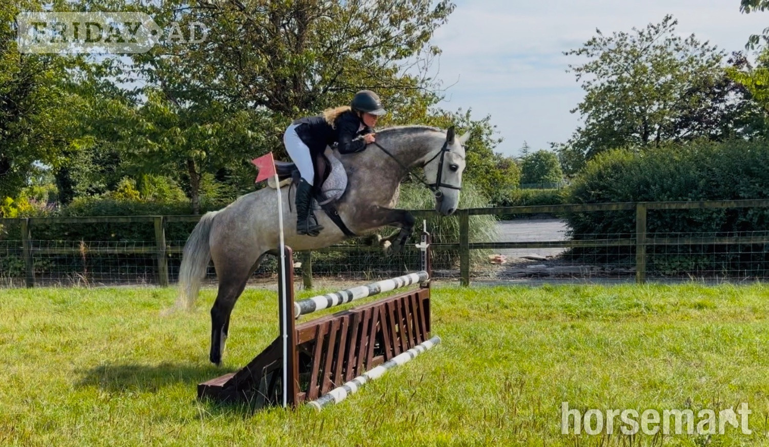 "Ash: quiet, brave, versatile, extremely easy ride" Rose Grey Gelding All Rounder